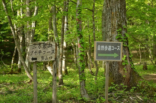 シロヤシオが咲く三方倉山