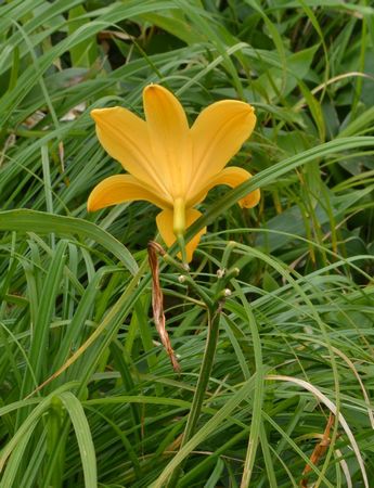 裏那須山域のお花畑