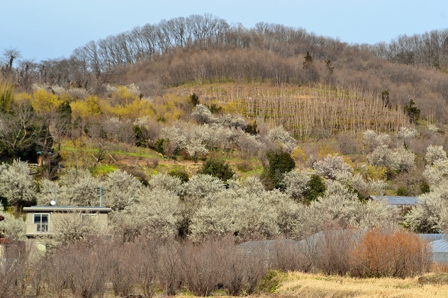 春、香る花見山