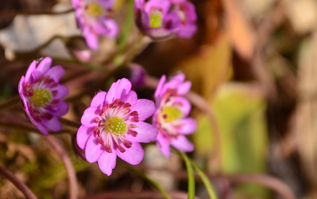 春、香る花見山