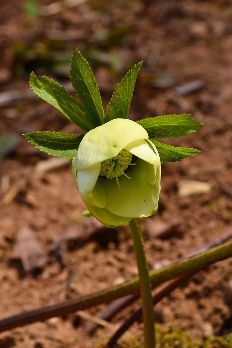 春、香る花見山