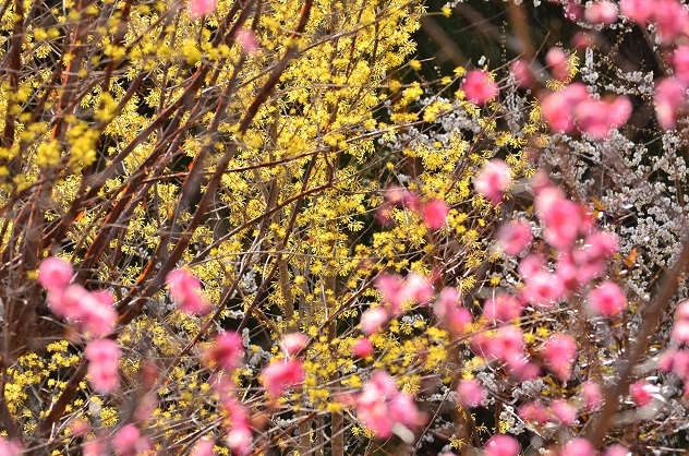 春、香る花見山