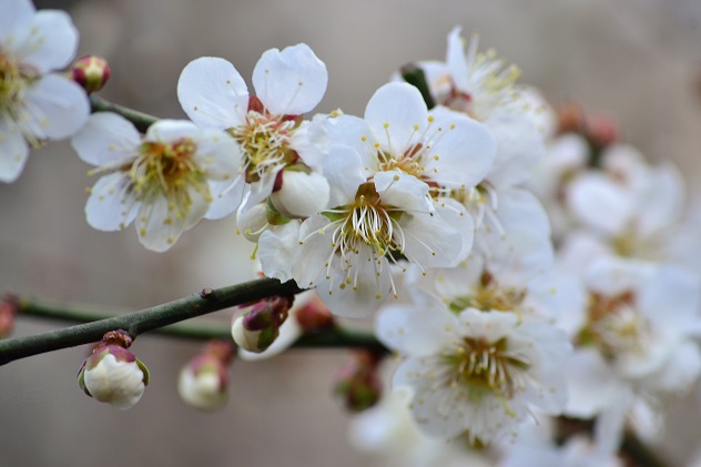 春、香る花見山