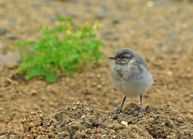 ハクセキレイの幼鳥