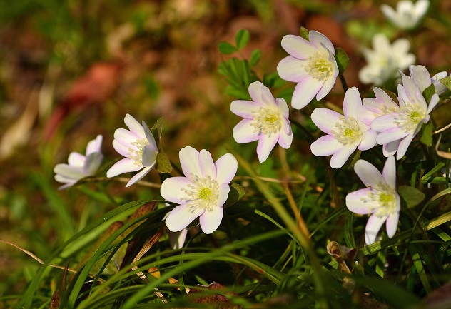 春、香る花見山