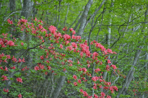 紅白花の競演 　霊山(阿武隈山地）