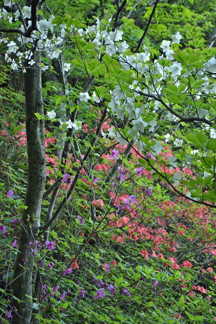 紅白花の競演 　霊山(阿武隈山地）