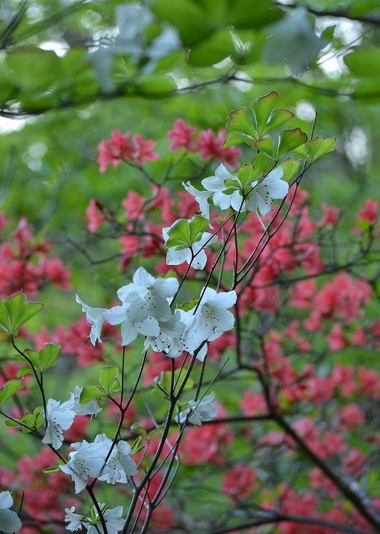 紅白花の競演 　霊山(阿武隈山地）