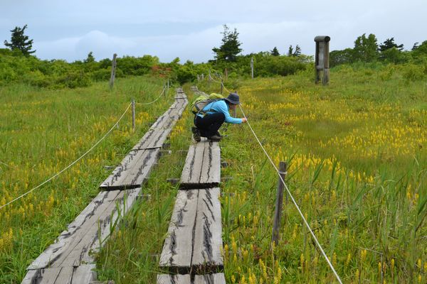金光花の栗駒山もいいけど秣岳ね