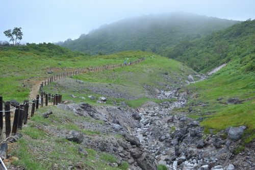 金光花の栗駒山もいいけど秣岳ね