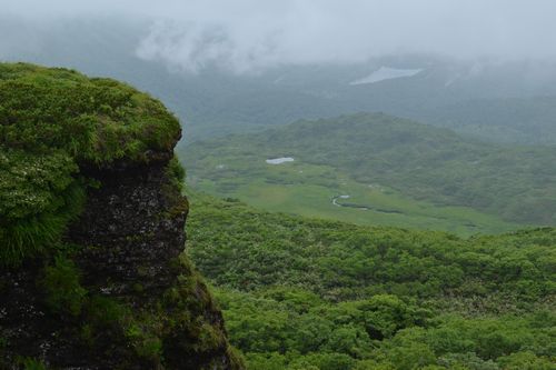 金光花の栗駒山もいいけど秣岳ね