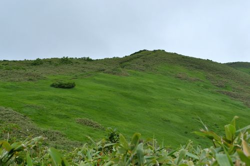 金光花の栗駒山もいいけど秣岳ね