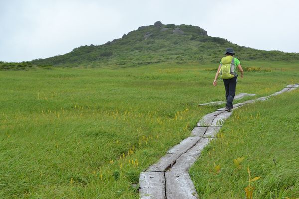 金光花の栗駒山もいいけど秣岳ね