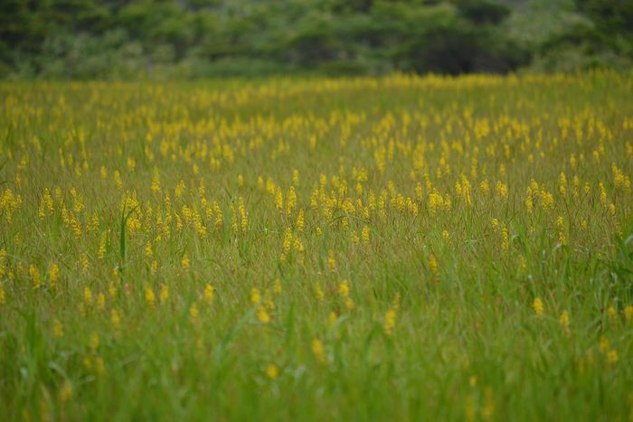 金光花の栗駒山もいいけど秣岳ね