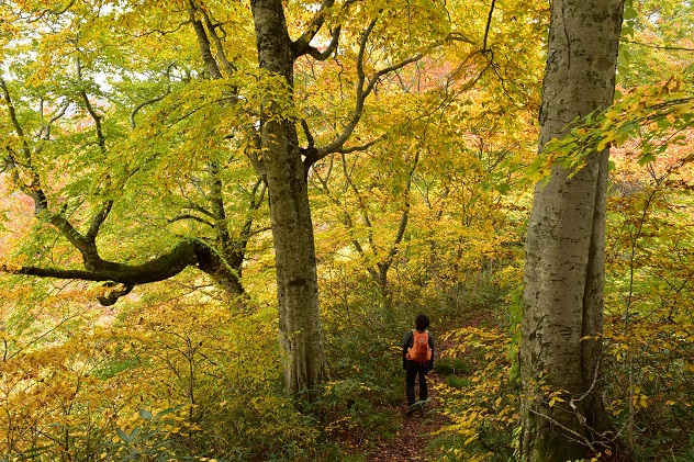 紅葉と静寂の障子ヶ岳