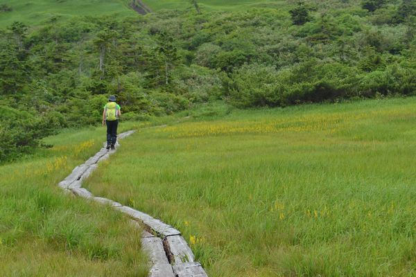 金光花の栗駒山もいいけど秣岳ね