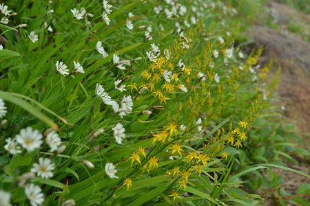 金光花の栗駒山もいいけど秣岳ね