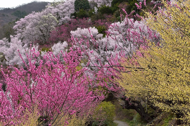 花見山～十万劫周回＆サラッと霊山へ
