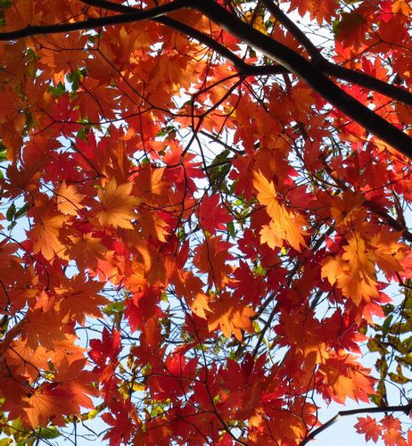 紅葉と岩が絶妙in霊山
