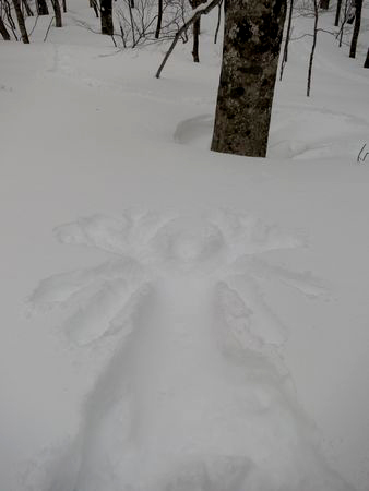 美しいブナの森の広がる猫魔平