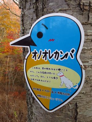 モミジ、もみじ、紅葉♪の奥久慈男体山　縦走路