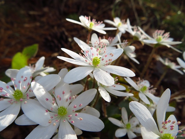 春、香る花見山