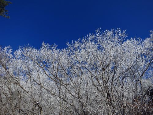 寒気が作り出した冬の景色：霊山
