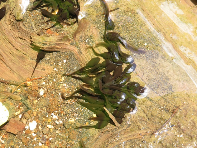 蔵王山の金光花VS駒草