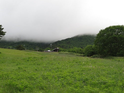 磐梯山の固有種バンダイクワガタ