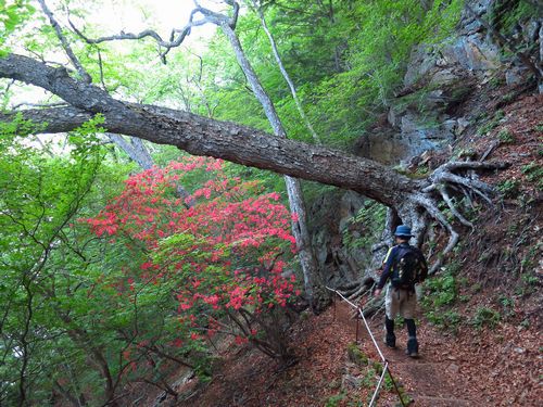 中禅寺湖(千手ヶ浜)のクリンソウと半月山