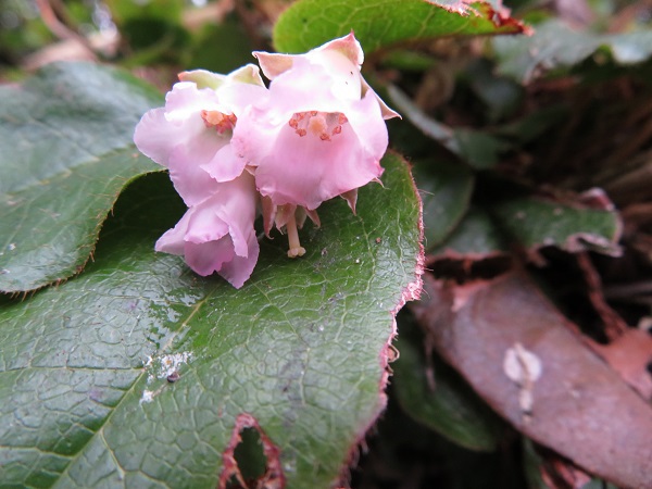 悪天候だからこそ南蔵王の花に会いに行く