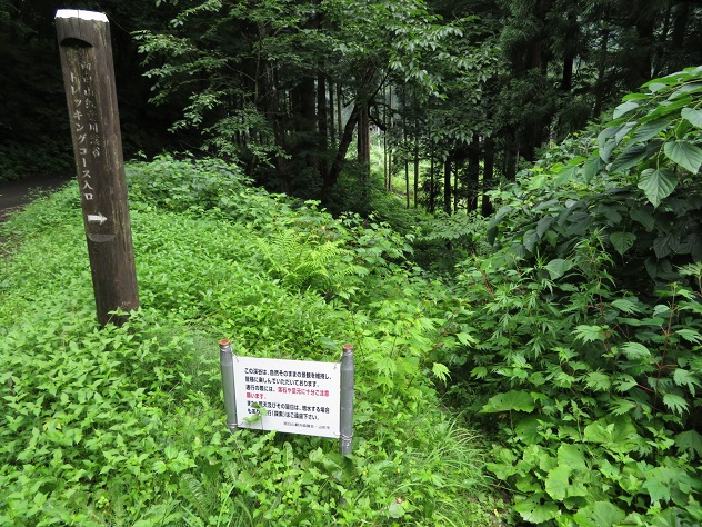 面白山紅葉川渓谷トレッキング