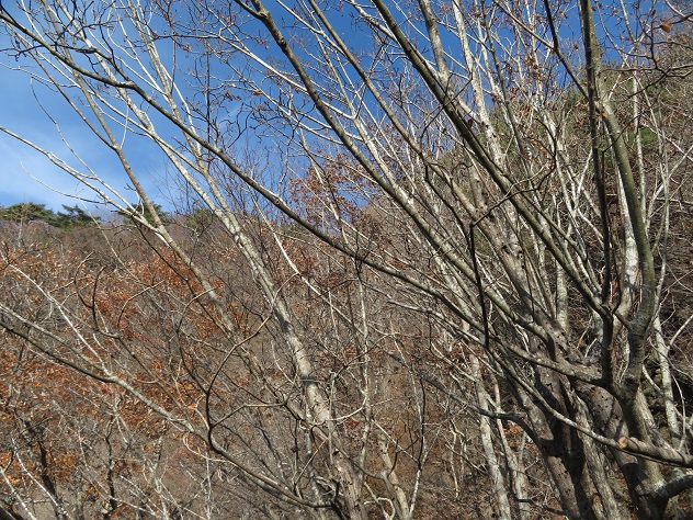 落葉の時期に出会える鷲岩　～霊山～