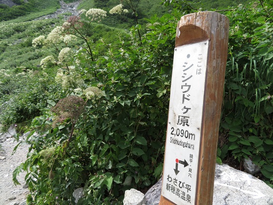 今年もアルプスに行くぞ！