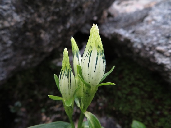 鳳凰山の3つの峰をめぐり歩く