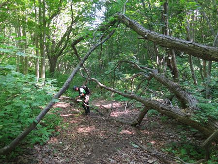 磐梯山　～初夏の風にゆれるバンダイクワガタ～