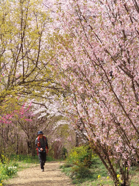 芳春の花見山と半田沼公園