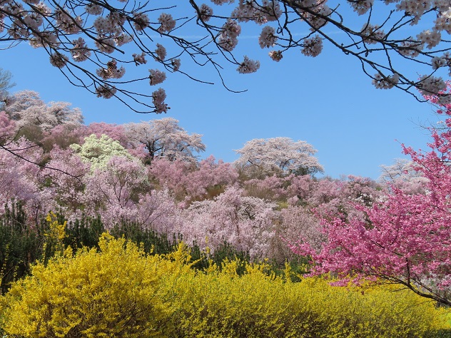芳春の花見山と半田沼公園