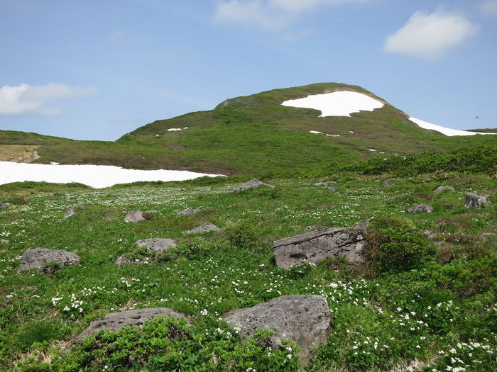 焼石岳　～花々を愛でながら～