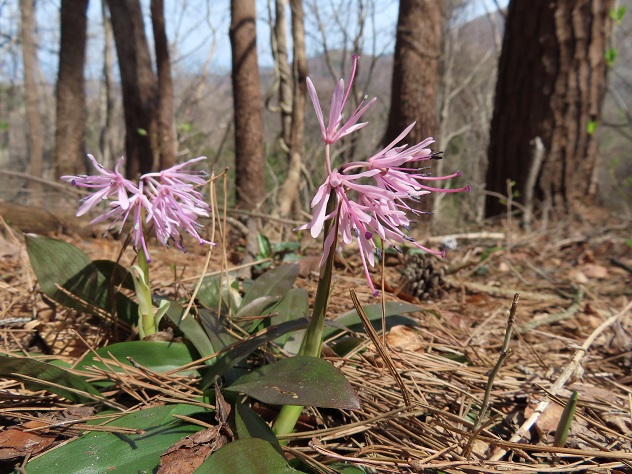芳春の花見山と半田沼公園