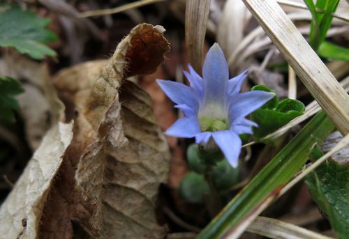 焼石岳　～花々を愛でながら～