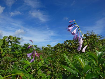 裏那須山域のお花畑