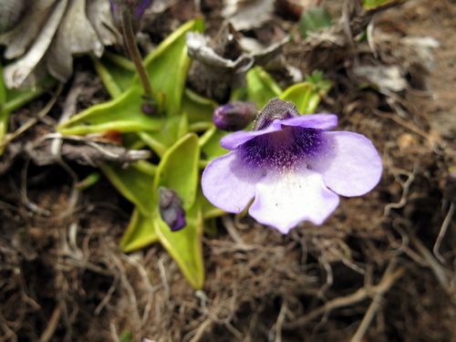 焼石岳　～花々を愛でながら～