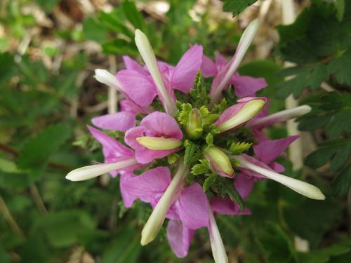 焼石岳　～花々を愛でながら～