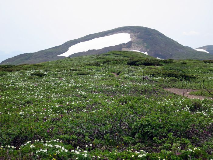 焼石岳　～花々を愛でながら～