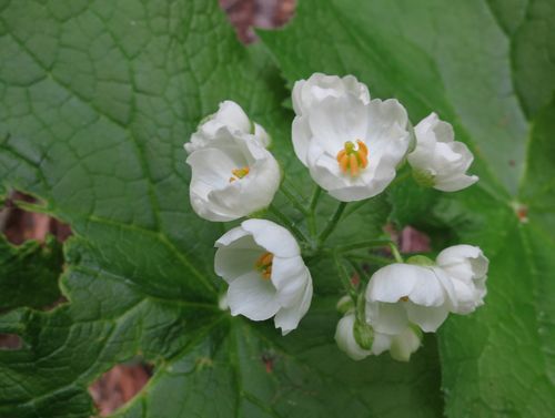 焼石岳　～花々を愛でながら～