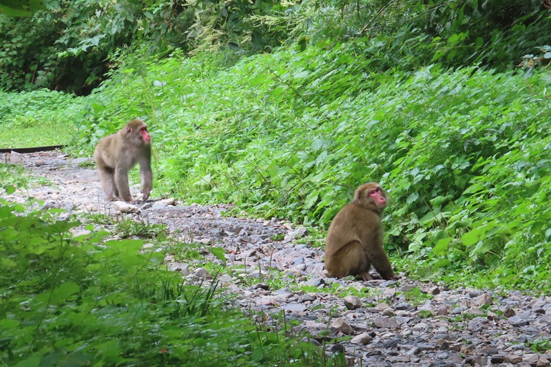 熊と出会ってしまった　蝶ヶ岳