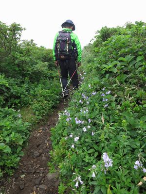 金光花の栗駒山もいいけど秣岳ね