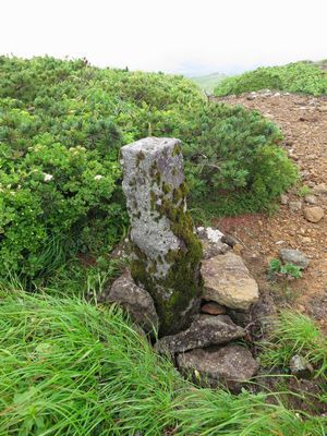 金光花の栗駒山もいいけど秣岳ね