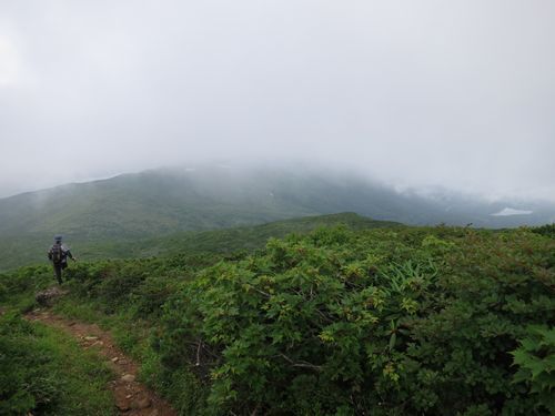 金光花の栗駒山もいいけど秣岳ね